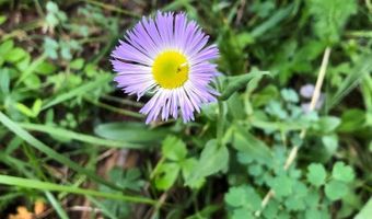 168 Mertz Pl Lot 65, Angel Fire, NM 87710