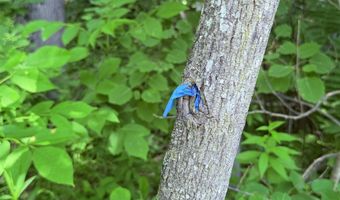 Jasper Street, Berlin, NH 03570