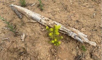 Northrup Creek Rd, Birkenfeld, OR 97016