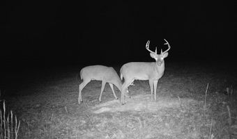 16060 US 278, Beaverton, AL 35544