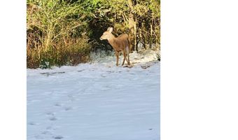 5406 Steele Rd, Baker, FL 32531