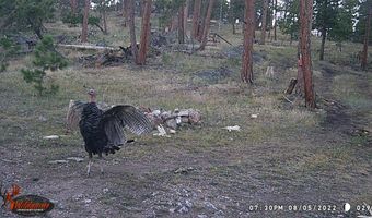 Old Camp Rd, Bellvue, CO 80512