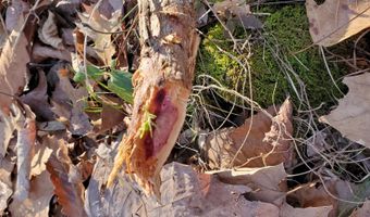 4775 S 50th Rd, Aldrich, MO 65601