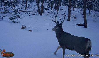 Old Camp Rd, Bellvue, CO 80512