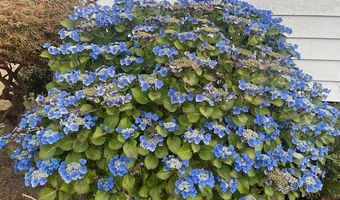 98620 CAMELLIA Dr, Brookings, OR 97415