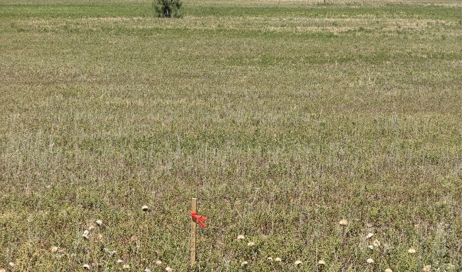 TBD Lot 24 County Road 497, Anson, TX 79501 - 0 Beds, 0 Bath