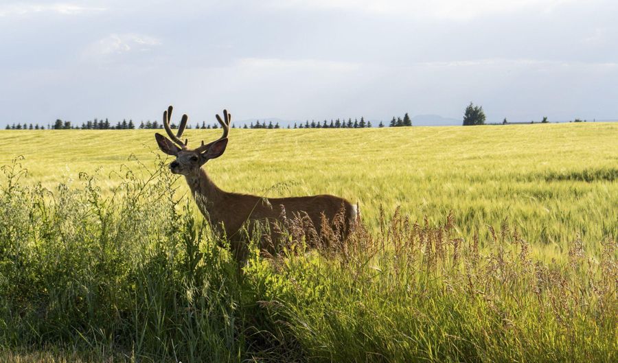 E 1400 N, Ashton, ID 83420 - 0 Beds, 0 Bath