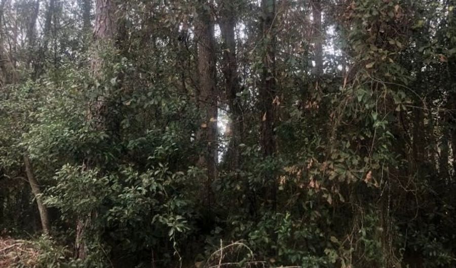 192 Sawyer Ln, Apalachicola, FL 32320 - 0 Beds, 0 Bath