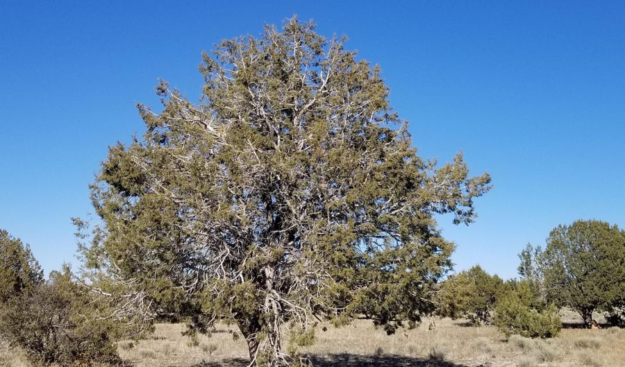 214 NE Qtr W Rut, Ash Fork, AZ 86320 - 0 Beds, 0 Bath