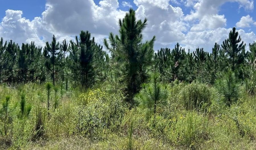 Lot 2 50th Ave, Bell, FL 32619 - 0 Beds, 0 Bath