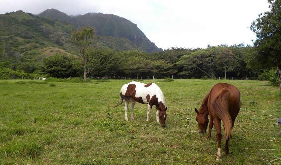 7143 ALAMIHI Rd, Hanalei, HI 96714 - 4 Beds, 2 Bath