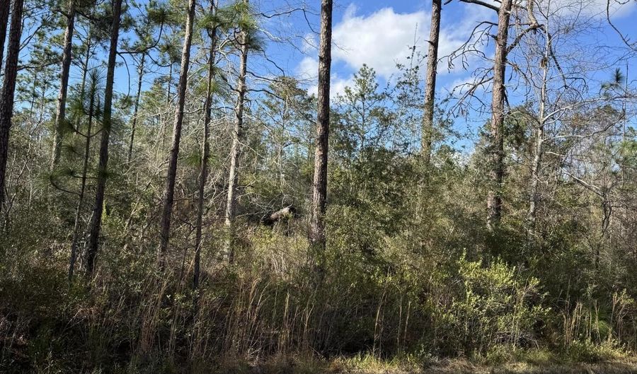 Grand Mesa Avenue, Alford, FL 32420 - 0 Beds, 0 Bath