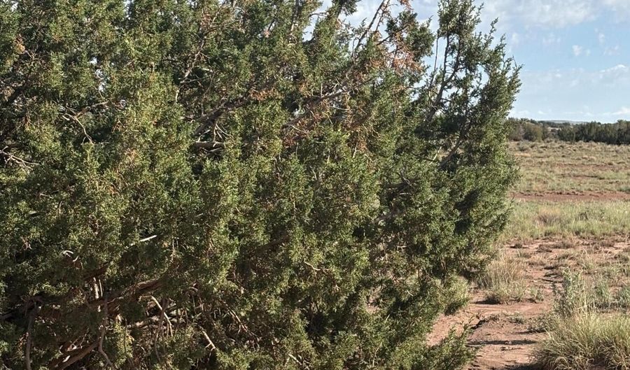 A County Road 5576, Concho, AZ 85924 - 0 Beds, 0 Bath