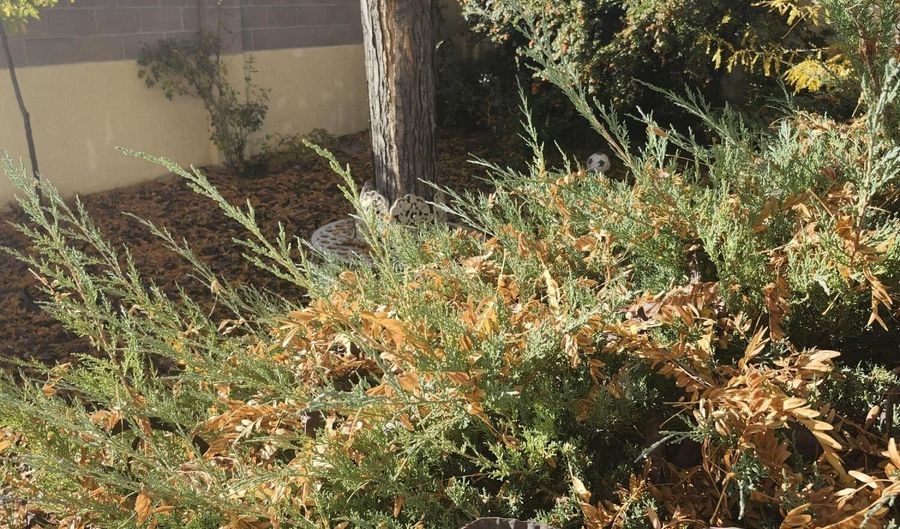 8805 Yankee Dr NE, Albuquerque, NM 87109 - 3 Beds, 2 Bath