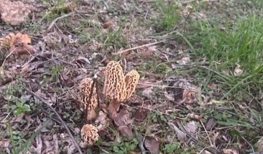 1307 Route Af, Ava, MO 65608 - 3 Beds, 2 Bath