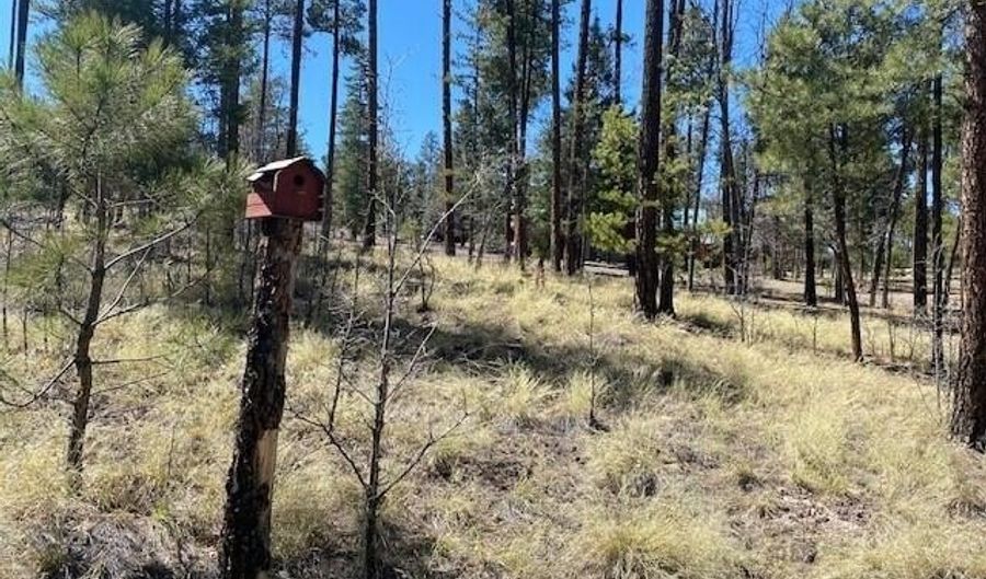 000 COUNTY ROAD 2191 LOT 46, Alpine, AZ 85920 - 0 Beds, 0 Bath