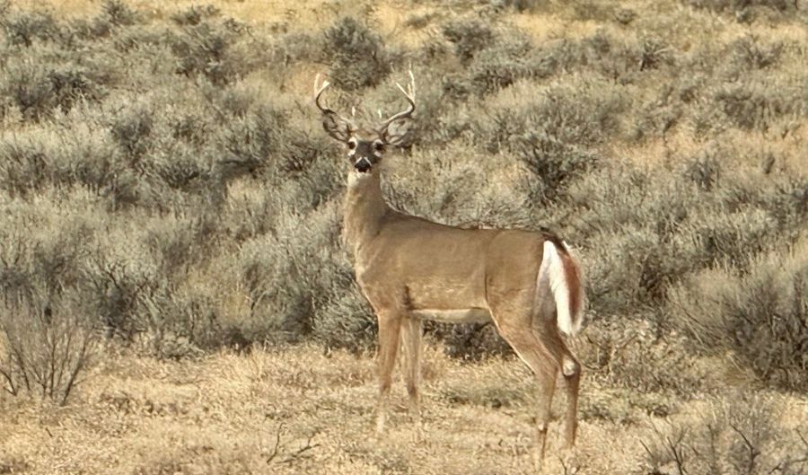 95 Mill Draw Overlook, Belfry, MT 59008 - 1 Beds, 1 Bath