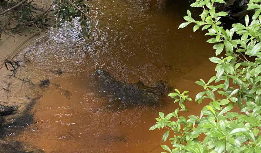 31 Acres Canyon Trl, Baker, FL 32531 - 0 Beds, 0 Bath