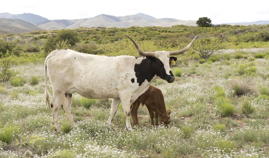 E No name 60 acers Road unit 01 01, Congress, AZ 85332 - 0 Beds, 0 Bath