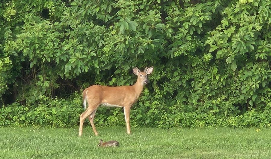 1203 ASHMEAD Sq, Belcamp, MD 21017 - 3 Beds, 2 Bath