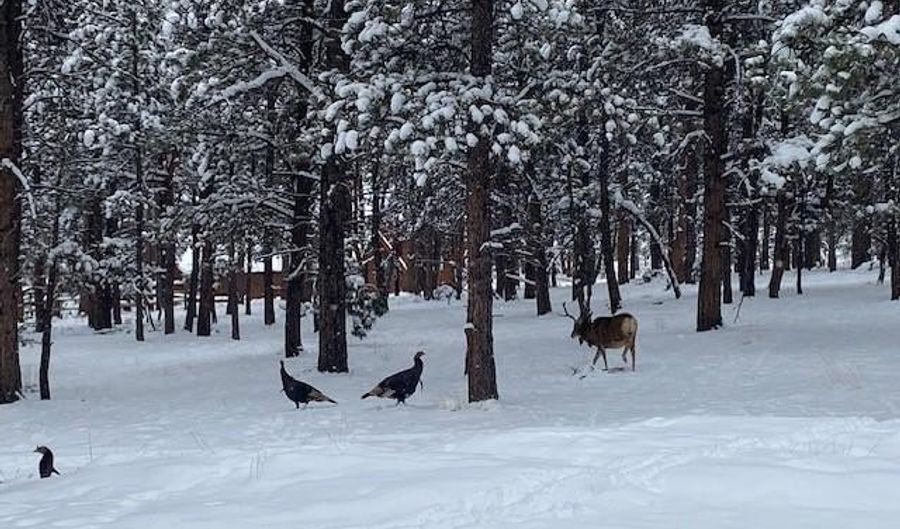 104 Six Bits St, Bailey, CO 80421 - 3 Beds, 2 Bath