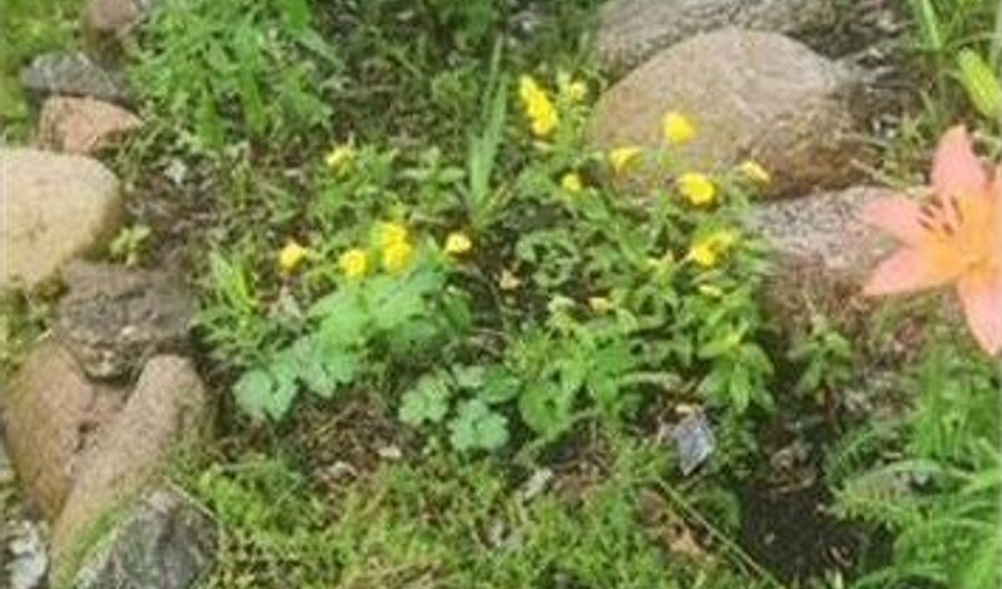 1019 Ash St, Alexandria, MN 56308 - 3 Beds, 2 Bath