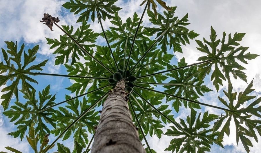 91-313 Hoalauna Pl, Ewa Beach, HI 96706 - 4 Beds, 3 Bath