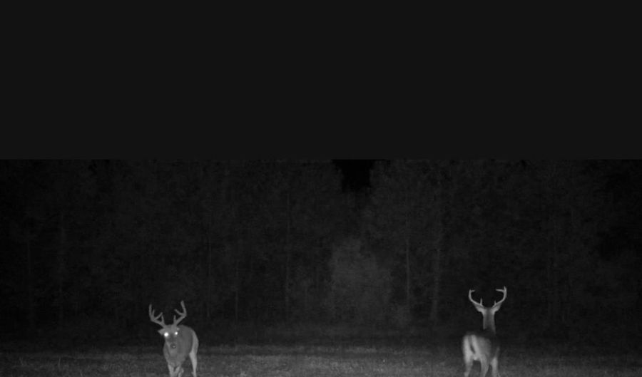 57 40 Acres-TBD Cades Rd, Cades, SC 29518 - 0 Beds, 0 Bath