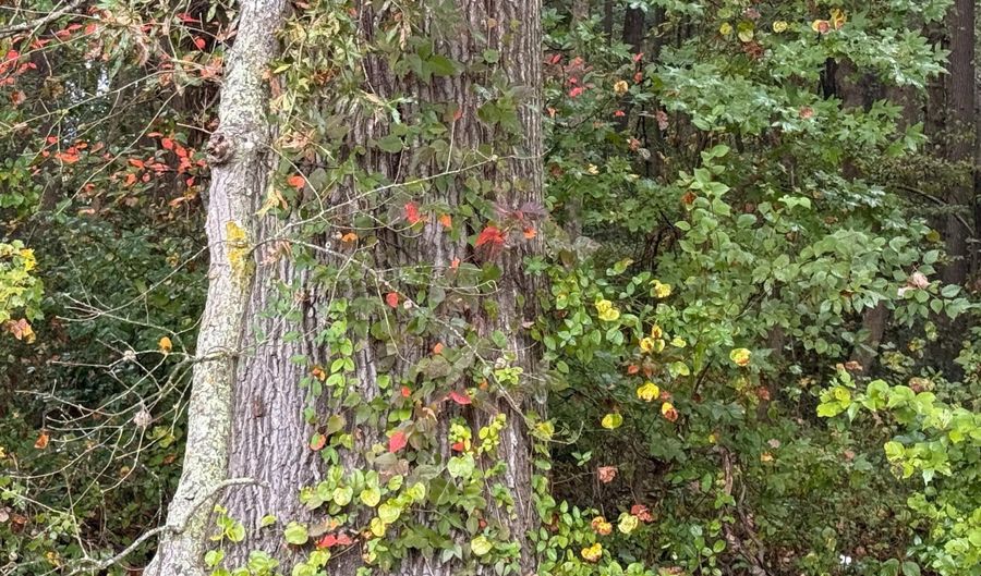 BLACK SWAMP ROAD, Felton, DE 19943 - 0 Beds, 0 Bath