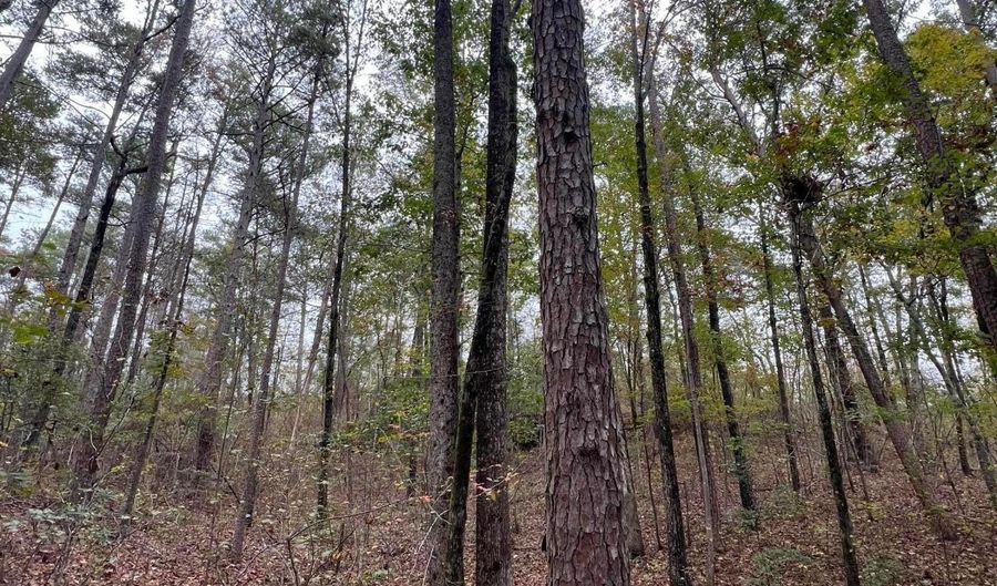 141 144 COUNTY RD 219, Arley, AL 35541 - 0 Beds, 0 Bath