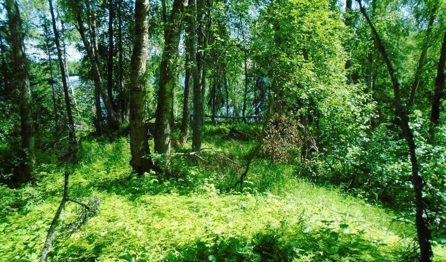 Tr B No Road, Big Lake, AK 99652 - 0 Beds, 0 Bath