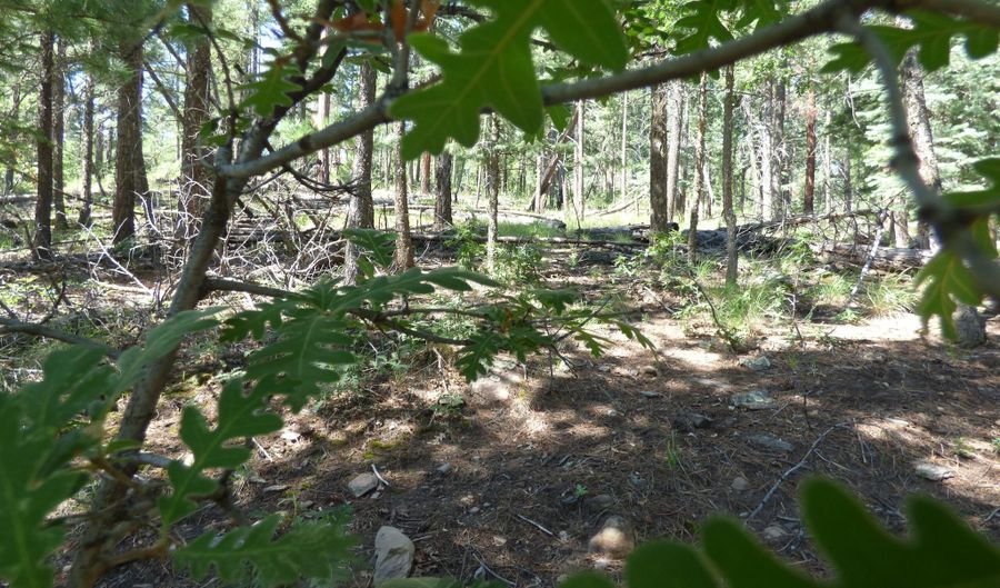 9 County Road 2073, Alpine, AZ 85920 - 0 Beds, 0 Bath