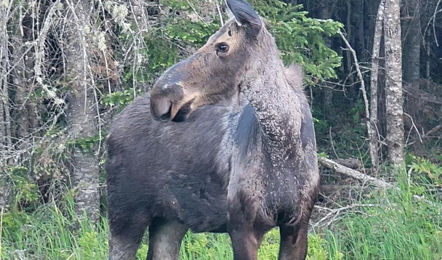 Pleasant Island Lane lot I, Adamstown Twp., ME 04970 - 0 Beds, 0 Bath