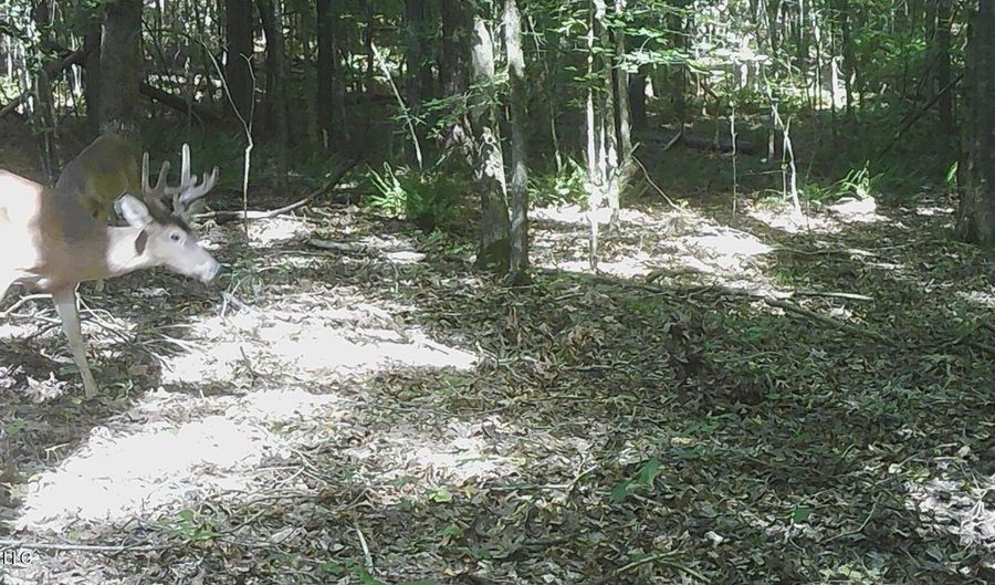 504 247 Country Rd, Bruce, MS 38915 - 0 Beds, 0 Bath