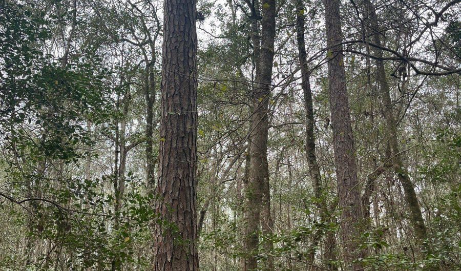 Wilburn Taylor Road, Buckatunna, MS 39322 - 0 Beds, 0 Bath