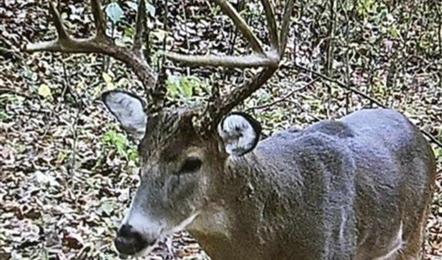 0 McKinley Guffey, Albany, KY 42602 - 0 Beds, 0 Bath