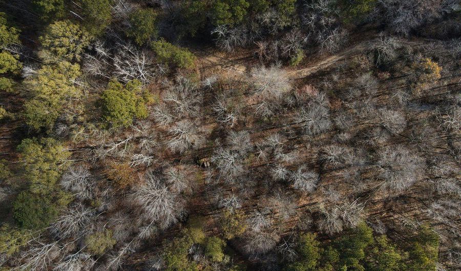 Maddox Road, Ackerman, MS 39735 - 0 Beds, 0 Bath