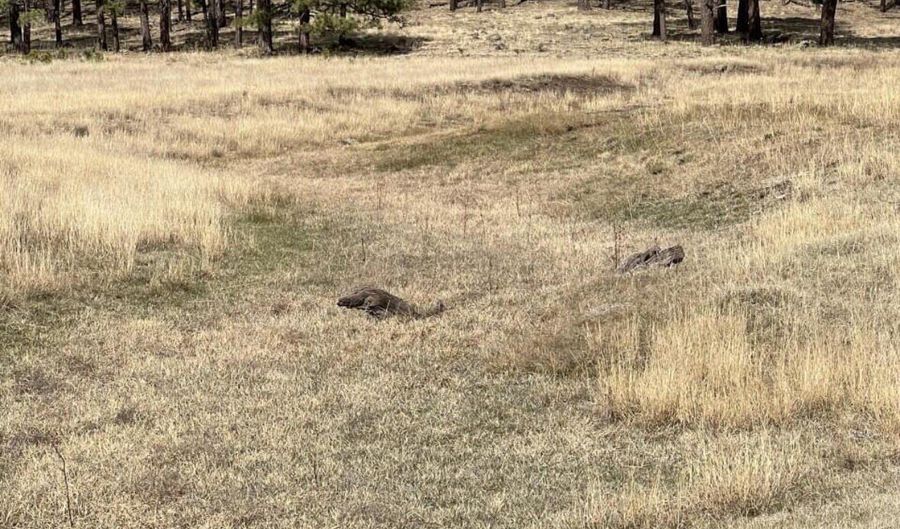 Lot E Forest Road 26, Alpine, AZ 85920 - 0 Beds, 0 Bath