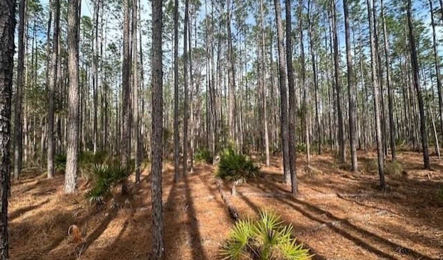 NW County Road 236, Bell, FL 32619 - 0 Beds, 0 Bath