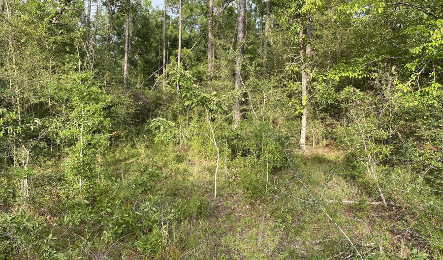 Putnam Avenue lot 30, Alford, FL 32420 - 0 Beds, 0 Bath