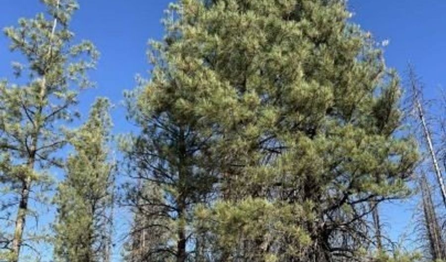 Bull Pine, Beatty, OR 97621 - 0 Beds, 0 Bath