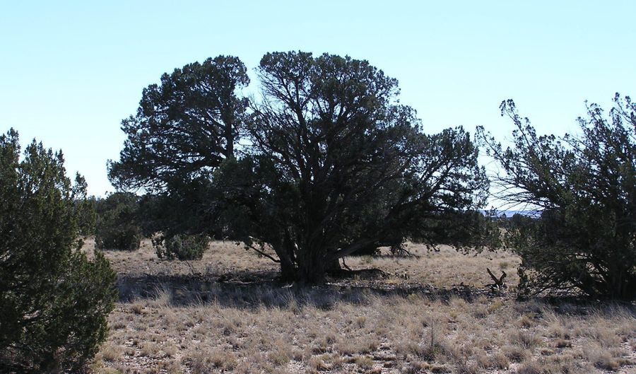 9 N9131, Concho, AZ 85924 - 0 Beds, 0 Bath