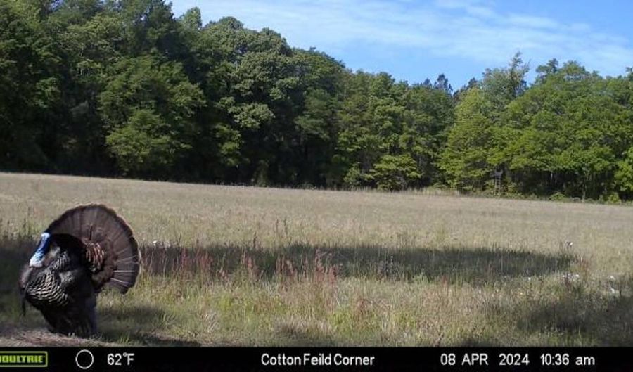 TBD Binnicker Bridge Road, Bamberg, SC 29003 - 0 Beds, 0 Bath