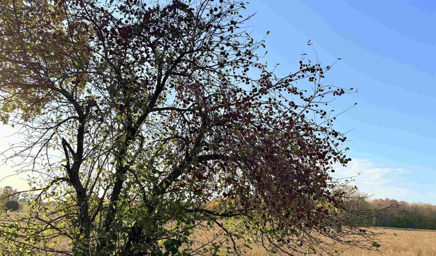 Lot 4 COUNTY ROAD Z, Aniwa, WI 54408 - 0 Beds, 0 Bath