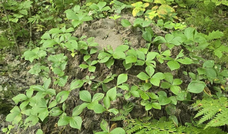 Cummings Lane, Acton, ME 04468 - 0 Beds, 0 Bath