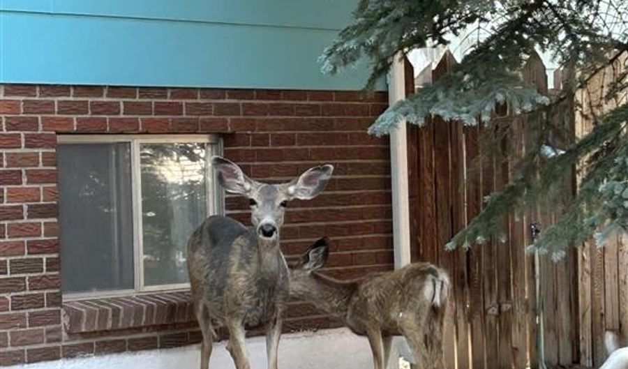 1024 Red Butte Ave, Cody, WY 82414 - 4 Beds, 0 Bath