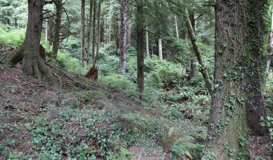 Picture Windw Lane, Arch Cape, OR 97102 - 0 Beds, 0 Bath