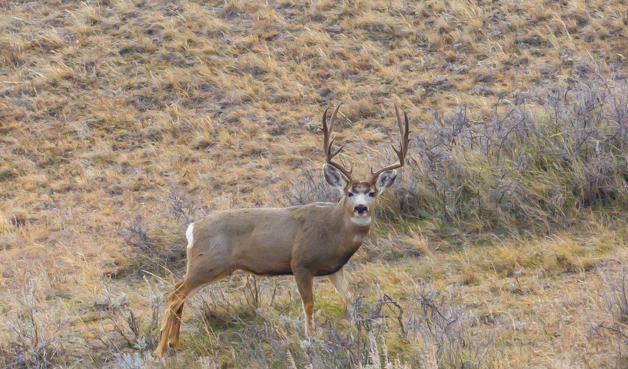 TBD Iron Mountain Rd, Chugwater, WY 82210 - 0 Beds, 0 Bath