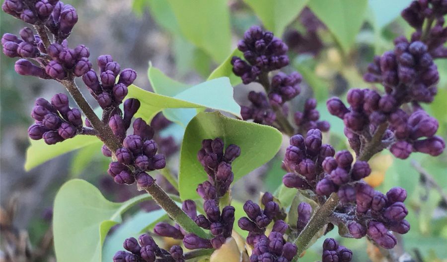 PURPLE ADOBE LAVENDER FARM 25 Private Drive 1622, Abiquiu, NM 87510 - 2 Beds, 2 Bath
