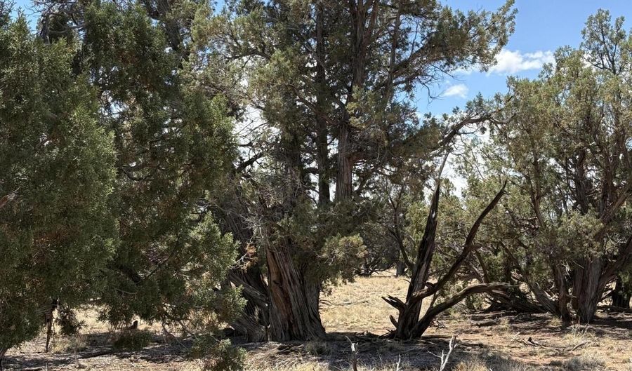 17 Pine Dr, Concho, AZ 85924 - 0 Beds, 0 Bath